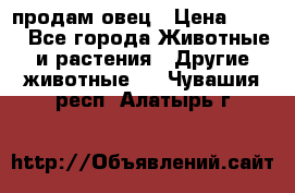  продам овец › Цена ­ 100 - Все города Животные и растения » Другие животные   . Чувашия респ.,Алатырь г.